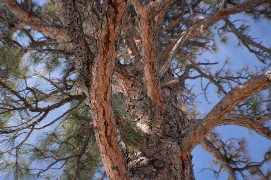 An up close view of a tree's bark. The Spruce Beetle population has been in decline compared to the population size in 2019. (Devin Cornelius | Collegian)