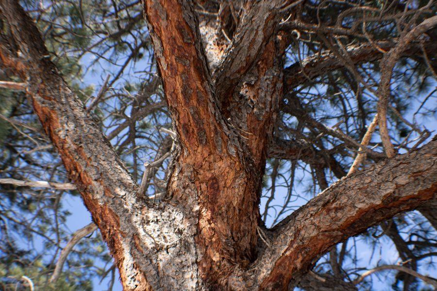A tree missing pieces of bark. Spruce Beetles have had a dramatic impact on Colorado forest agencies and populations have been monitored very closely. (Devin Cornelius | Collegian)
