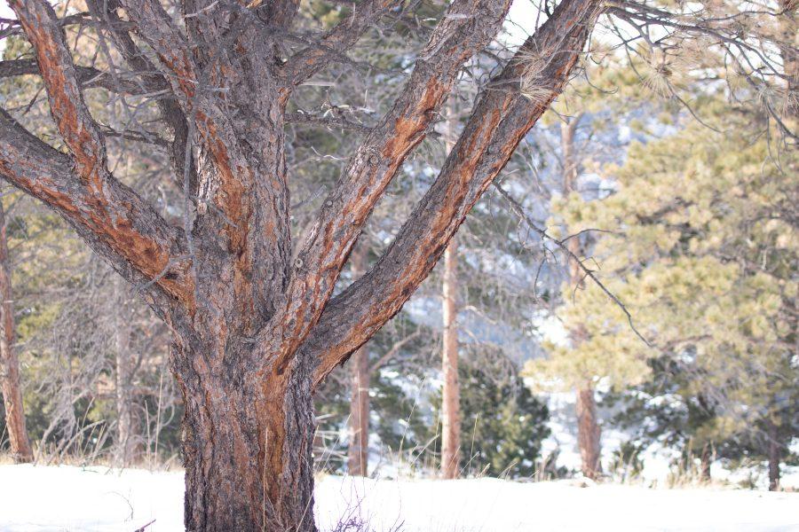 A tree with bark missing stands in front of the mountains. The Spruce Beetle is a disruptive pest for Colorado forests.(Devin Cornelius | Collegian)