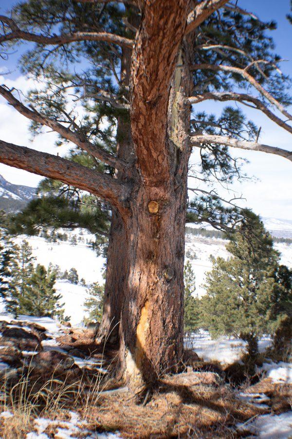A tree stands with a chunk of its bark. The Spruce Beetle population is lower this year compared to previous years. (Devin Cornelius | Collegian)