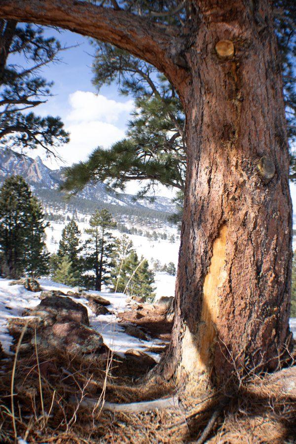 A tree stands with a chunk of its bark. The Spruce Beetle population is lower this year compared to previous years. (Devin Cornelius | Collegian)