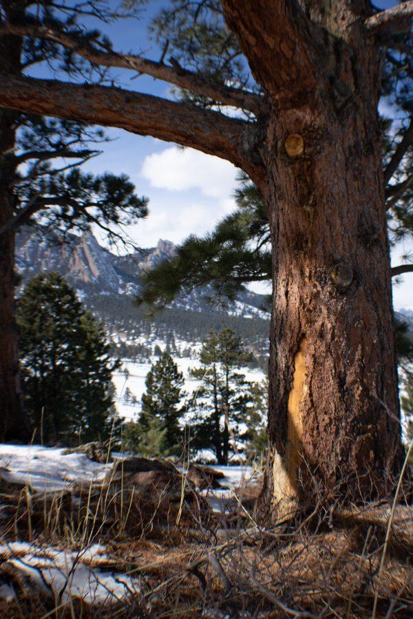 A tree missing some bark stands near the Flat Irons. The Spruce Beetle population is extensively monitored by many organizations due to its effect on Colorado Forests.(Devin Cornelius | Collegian)
