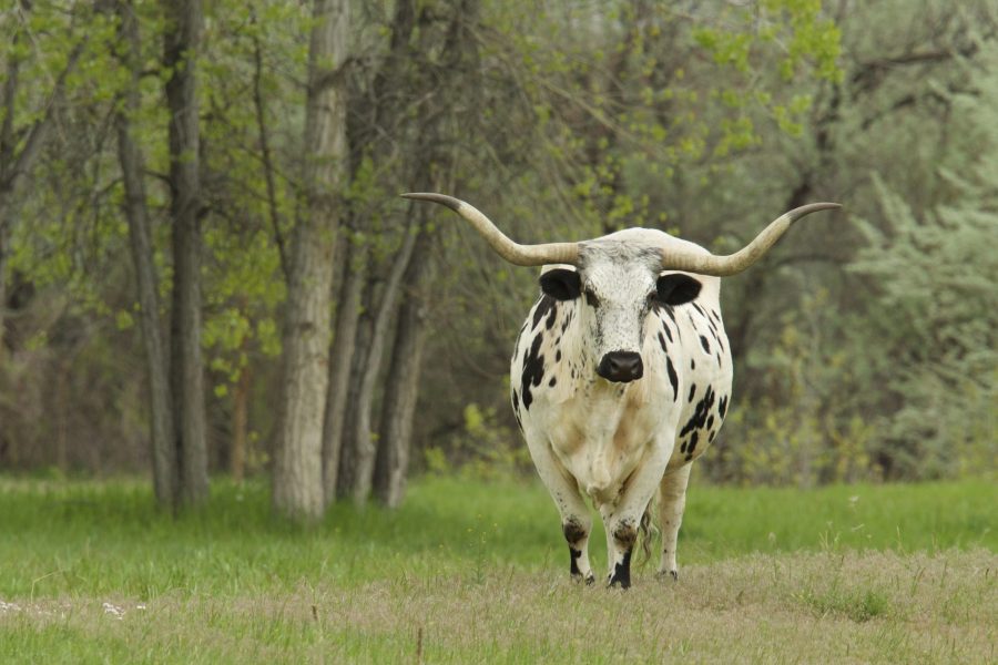 A longhorn cow in a field on May 22. (Ryan Schmidt | The Collegian)