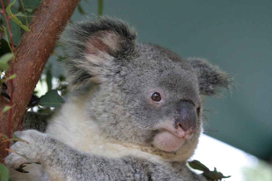 Koala on a tree at the Port Macquarie Koala Hospital. (Photo courtesy of Travolution360 via Flickr) 