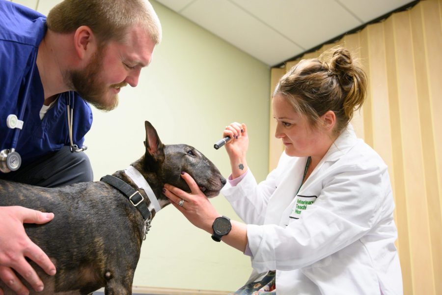 A dog receives medical attention at the veterinary teaching hospital. (Photo courtesy of the Colorado State University College of Veterinary Medicine and Biomedical Sciences)