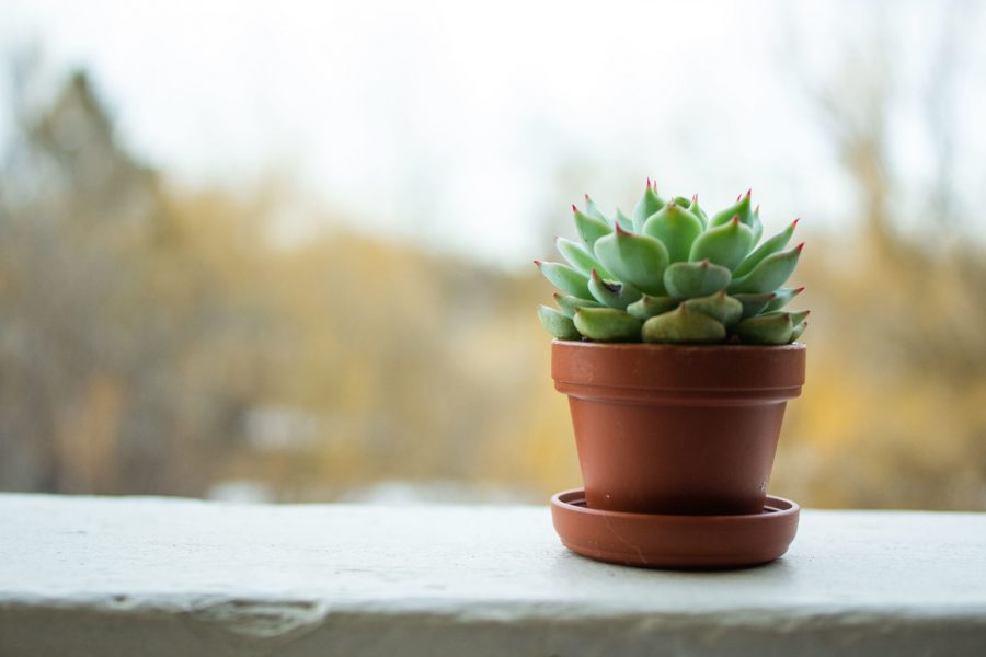 A tiny succulent sit on a porch in Fort Collins, Feb. 22, 2020 (Monty Daniel | The Collegian)