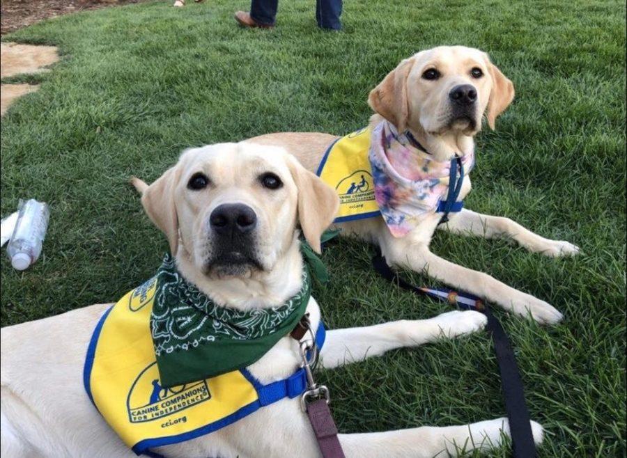 Collar Scholars is a group at Colorado State University that raises puppies for Canine Companions for Independence, a nonprofit organization that provides assistant dogs at no charge. (Photo courtesy of Collar Scholars) 
