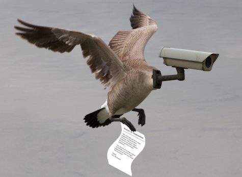 A CSU Surveillance Goose flies away from campus after being laid off due to having no students to watch amid the COVID-19 pandemic. (Smack Attackit | The Wake Up Slap)