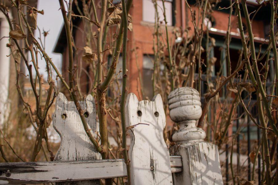 Vines grow behind and between parts of the Cat Fence at the intersection of College Avenue and East Mulberry (Devin Cornelius | Collegian)