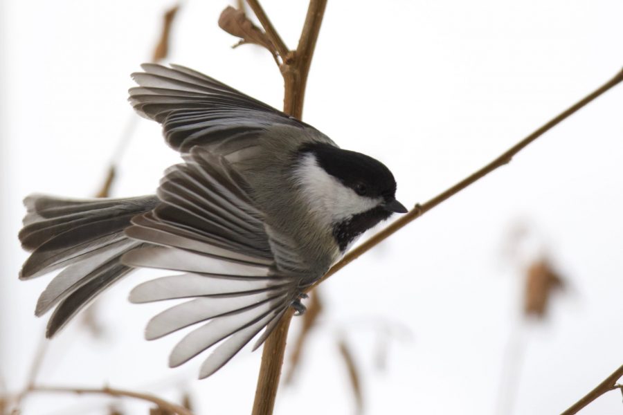 A black-capped chickadee spreads its wings on Nov. 28, 2019. Chickadees are small birds that are common visitors to backyards and feeders. (Ryan Schmidt | The Collegian)