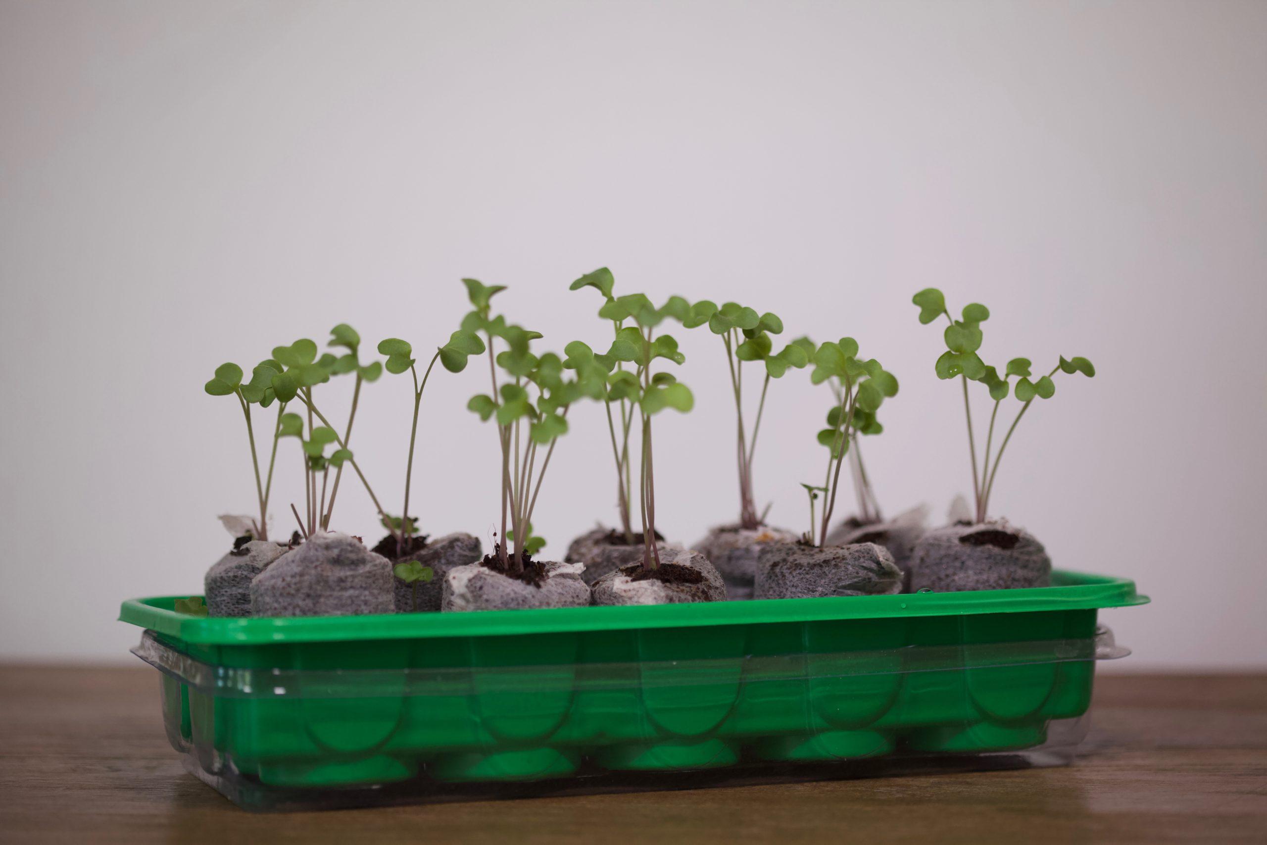 Small green plants sprout up from a green plastic planter sitting on a table.