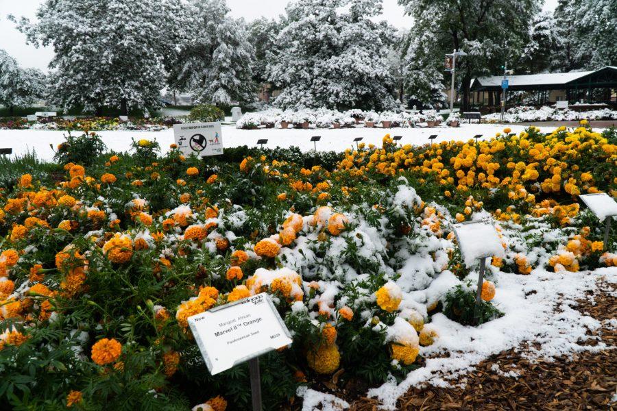 Marigold flowers covered in snow outside the University Center for the Arts. (Ben Leonard | The Collegian)