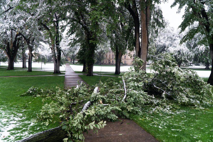 A fallen tree branch in the Oval as a result of the winter storm in Fort Collins. (Ben Leonard | The Collegian)
