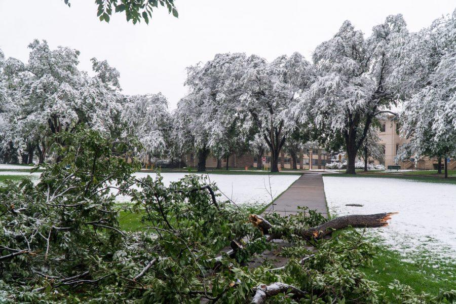 A fallen tree branch in the Oval as a result of the winter storm in Fort Collins. (Ben Leonard | The Collegian)