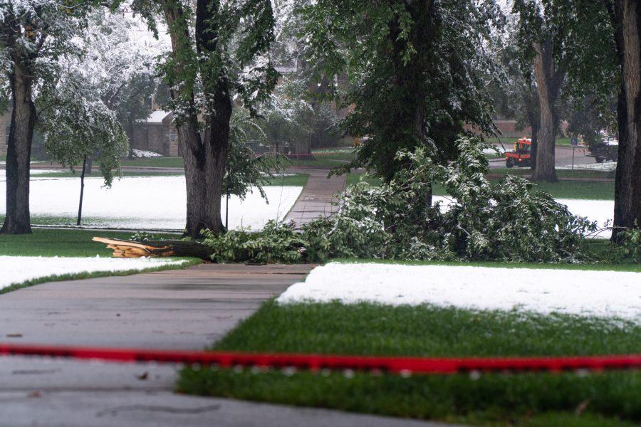 Danger Do Not Enter Tape and a Fallen Tree Branch in the Oval. (Ben Leonard |The Collegian)
