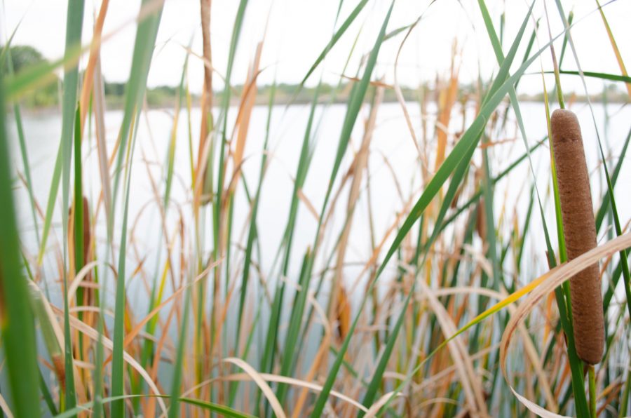 The cattails at Riverbend Ponds. (Reed Slater | The Collegian)