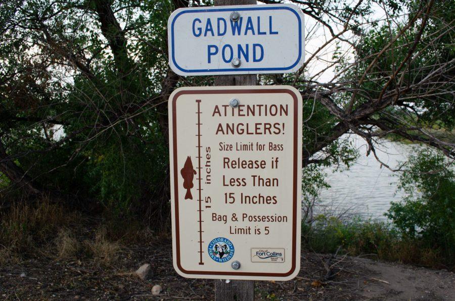 Signs at Gadwall Pond reminding fishers of bass limitations. (Reed Slater | The Collegian)