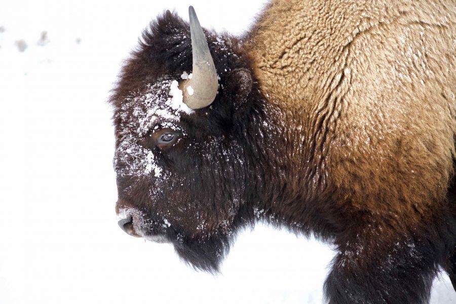 A bison moves through the snow in Yellowstone National Park in February 2018. The bison at Soapstone Prairie Natural Area are descended from bison from Yellowstone and are the results of conservation efforts between many partners, including Colorado State University and the City of Fort Collins. (Ryan Schmidt | The Collegian)
