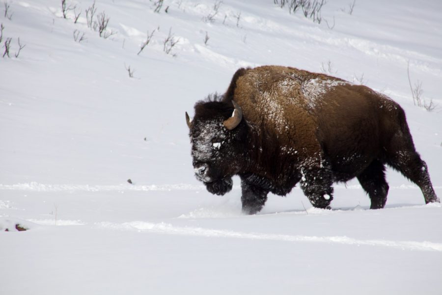 A bison in the snow in Yellowstone National Park on Feb. 19, 2018. (Ryan Schmidt | The Collegian)