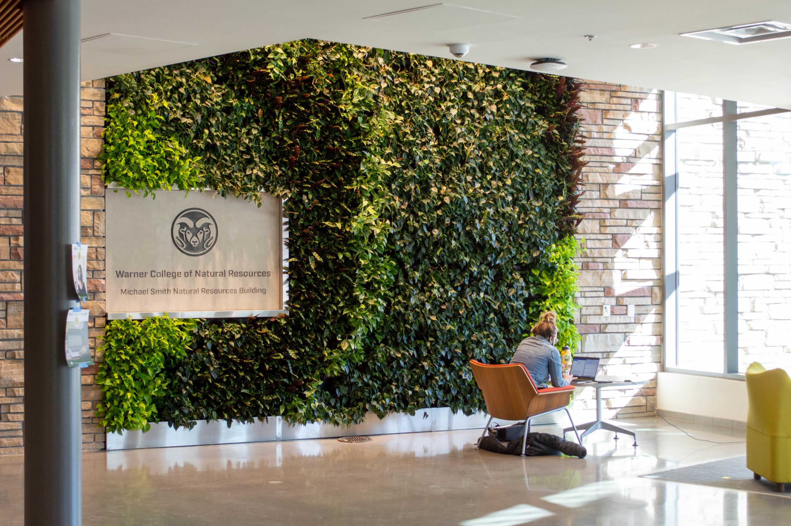 wall covered in plants with student studying