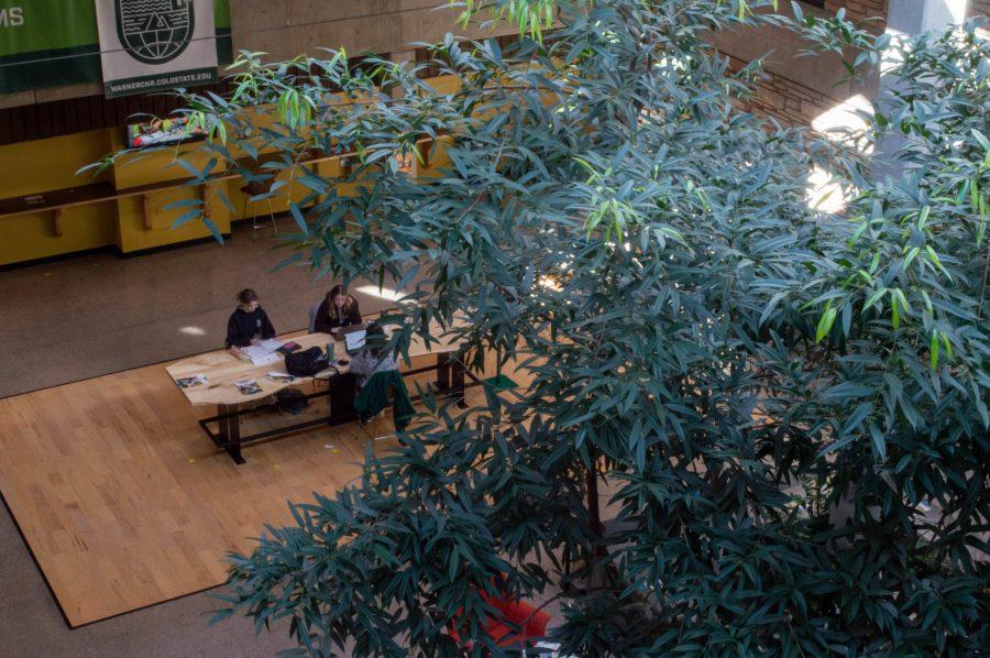 Throughout multiple buildings on campus, Colorado State University finds ways to decorate interior spaces with living plants to help breathe life into the areas on Feb 23. (Laurel Sickels | Collegian)
