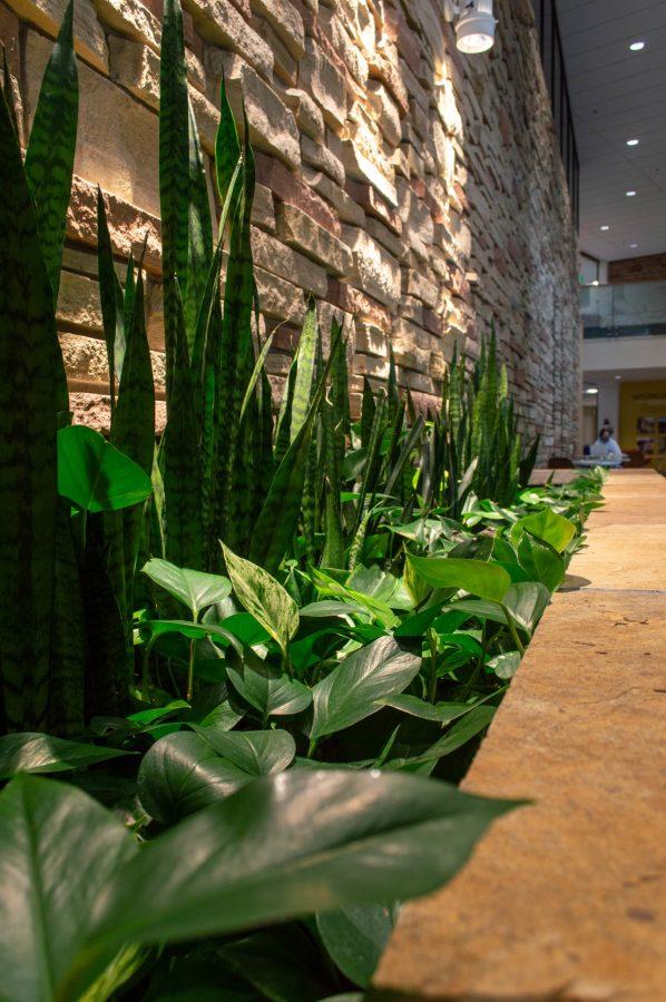 Throughout multiple buildings on campus, Colorado State University finds ways to decorate interior spaces with living plants to help breathe life into the areas on Feb 23. (Laurel Sickels | Collegian)