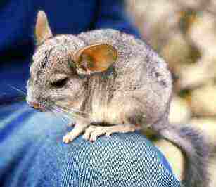 The chinchilla that Earl Pouty Jowells III from The Unprecedented Times DID NOT kill! (Photo via Wikimedia Commons)