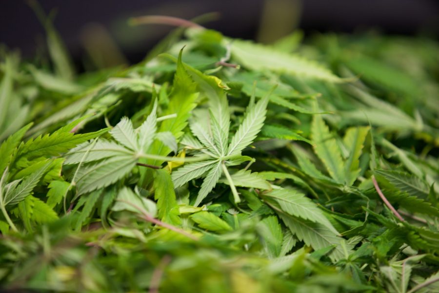 Cannabis leaves in bins in Organic Alternatives’ grow facility on Apr. 7. All plant material that is not sold will grinded and mixed so that it is unidentifiable once it is finally disposed of. (Ryan Schmidt | The Collegian)