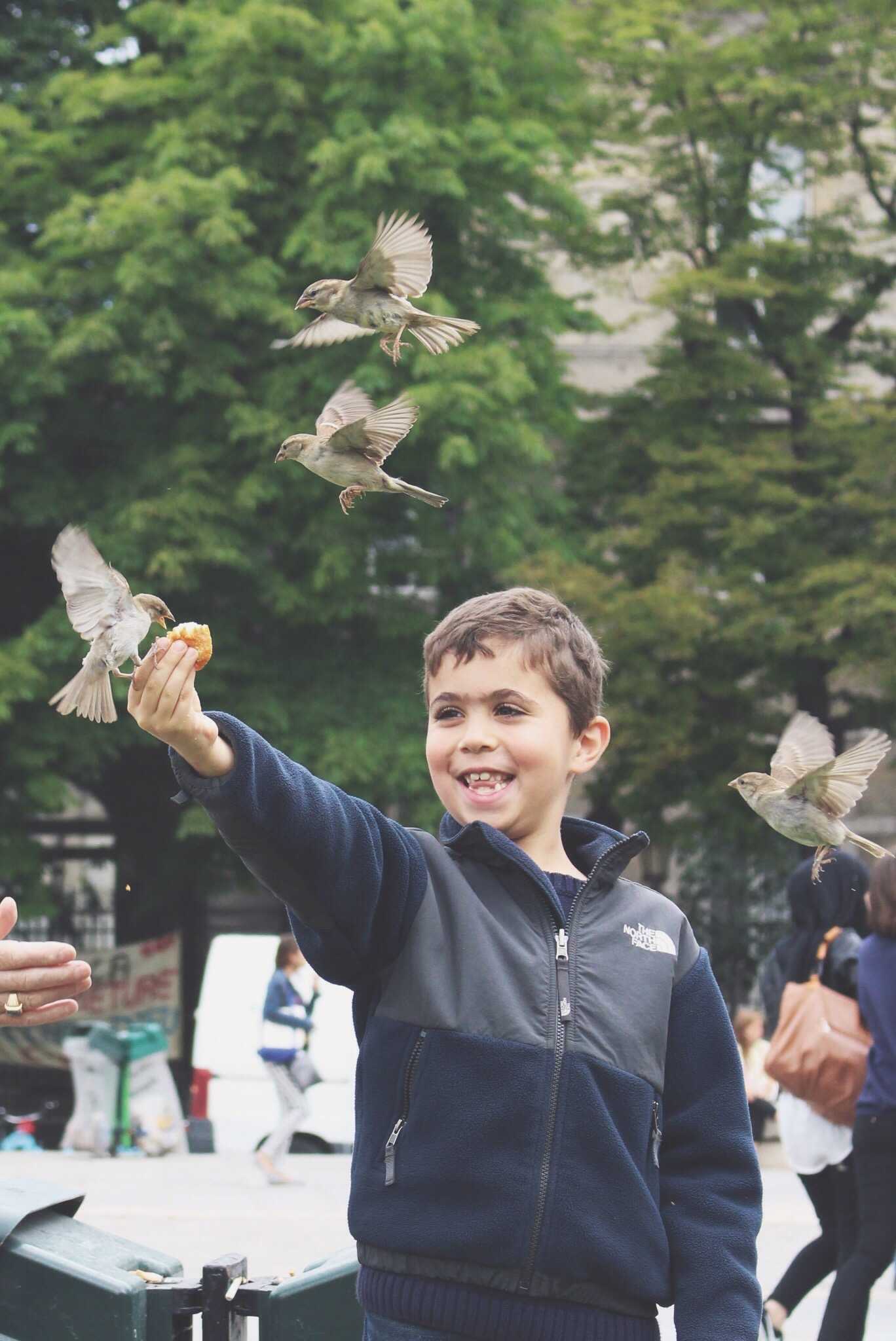 boy feeds birds