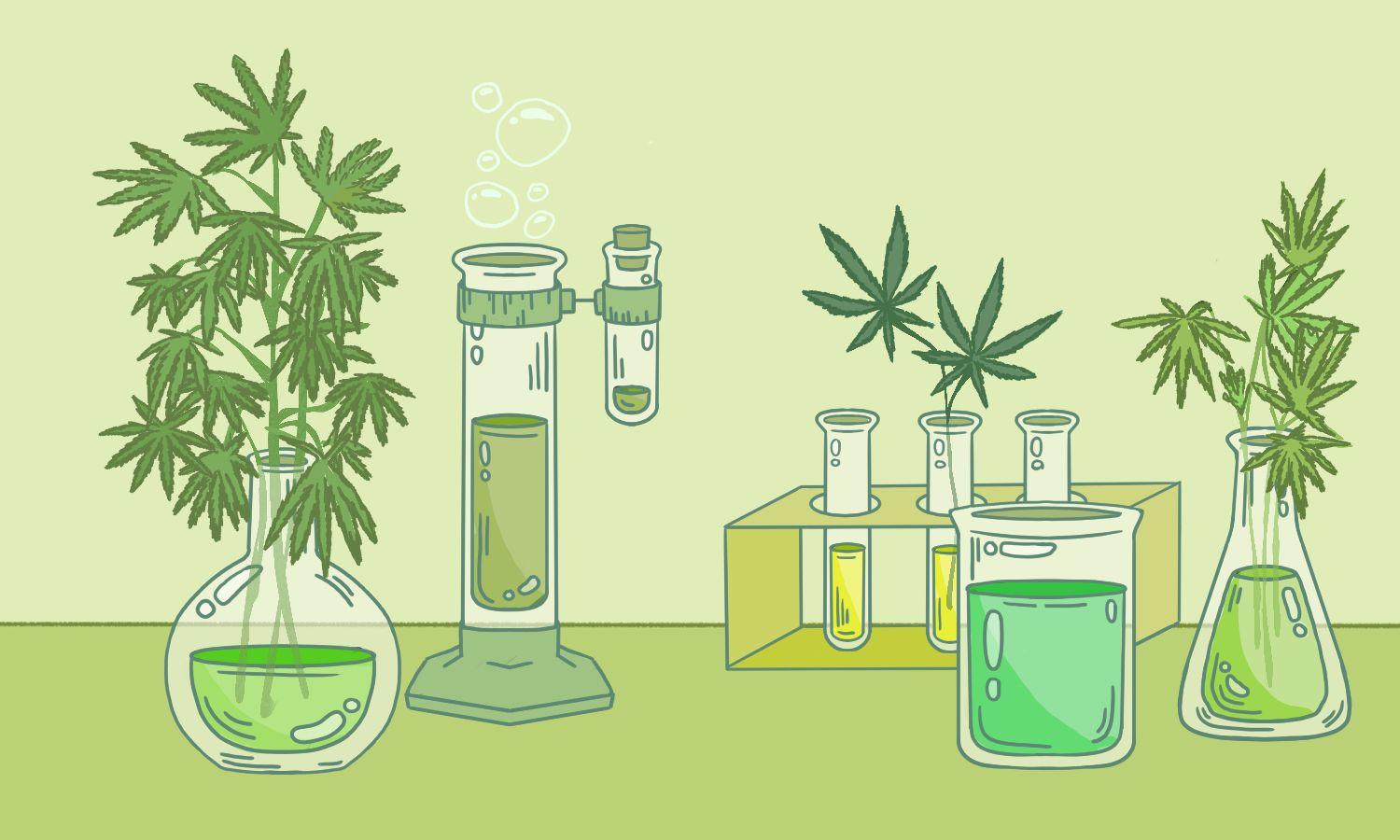Illustration showing various test tubes and beakers with cannabis leaves growing out of them