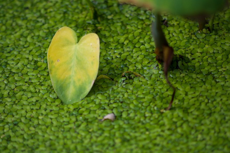 Close up of water plants inside Colorado State University Conservatory