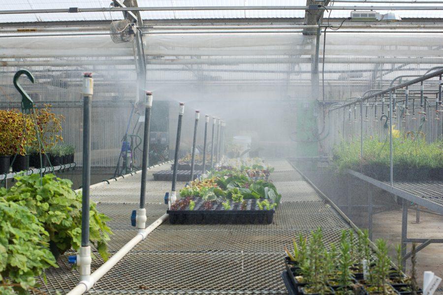 New cuttings being misted inside Colorado State University teaching greenhouse
