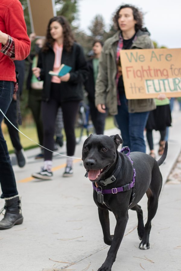 Nochi the dog parades with owner Alyssa Hanofee during the Climate protest that paraded from Moby Arena to the Administration building of Colorado State University Oct 08. The protest was based around a cleaner campus and the equal pay to the working students who are overburdened. (The Collegian | Grayson Reed)