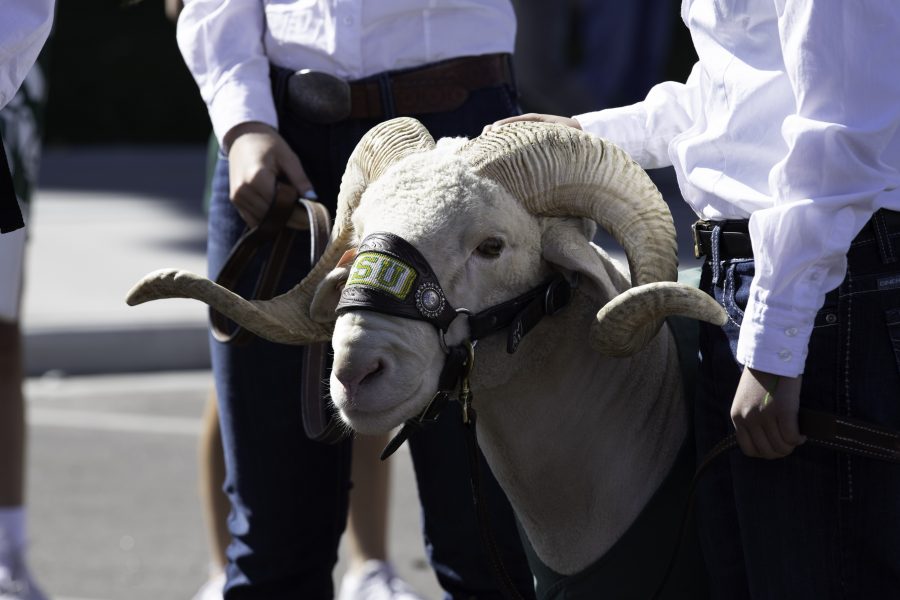 Cam the Ram makes an appearance at the Colorado State University homecoming procession to Canvas Stadium Oct. 9. (Garrett Mogel | The Collegian)