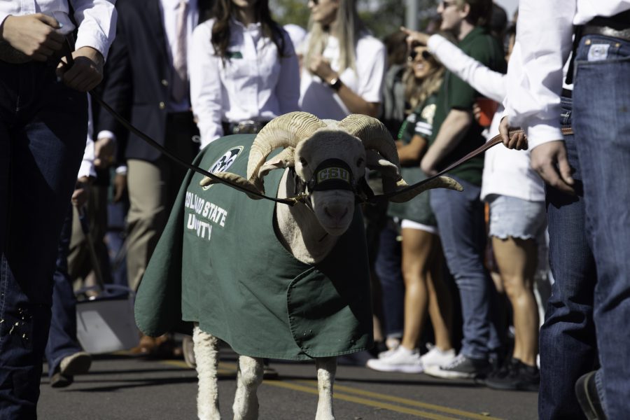 Cam the Ram walks down Hughes Way alongside the Colorado State University football team and marching band. Cam was brought out to celebrate CSUs homecoming game against the San Jose Spartans resulting in CSU winning 32-14 Oct. 9. (Garrett Mogel | The Collegian)