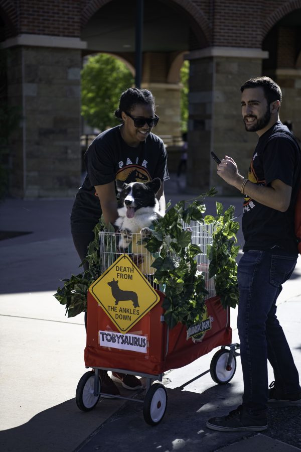 Toby and his owners Bianca and Nick Scaglione prepare for the Tour De Corgi Parade at the Civic Center Park in Fort Collins Colorado Oct. 2. (Garrett Mogel | The Collegian)