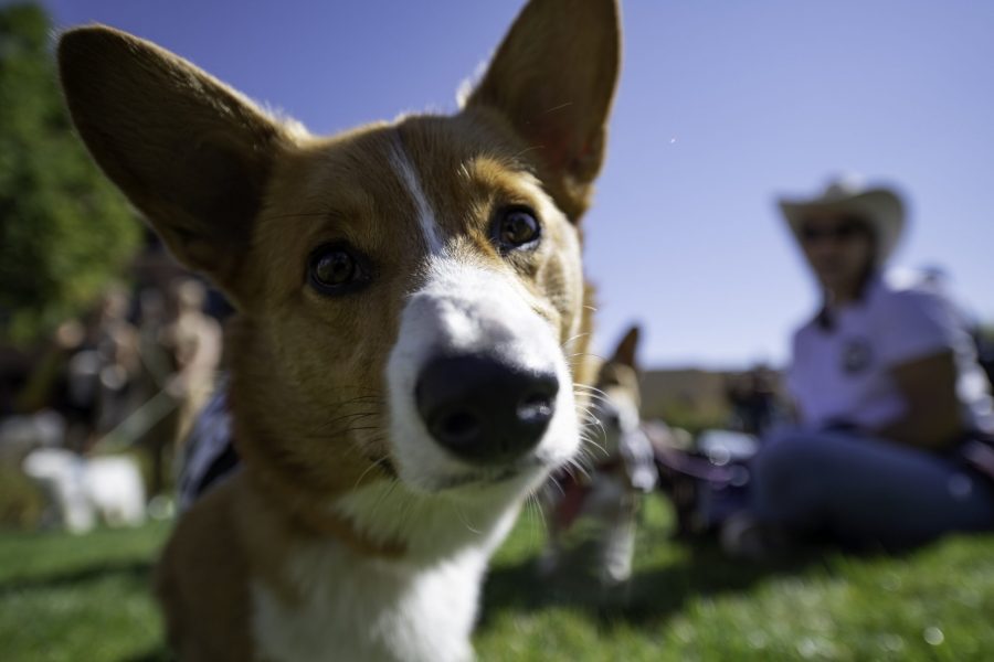 Waffles tilts his head at the sound of the camera shutter while at the Tour De Corgi in Fort Collins Colorado Oct. 2. (Garrett Mogel | The Collegian)