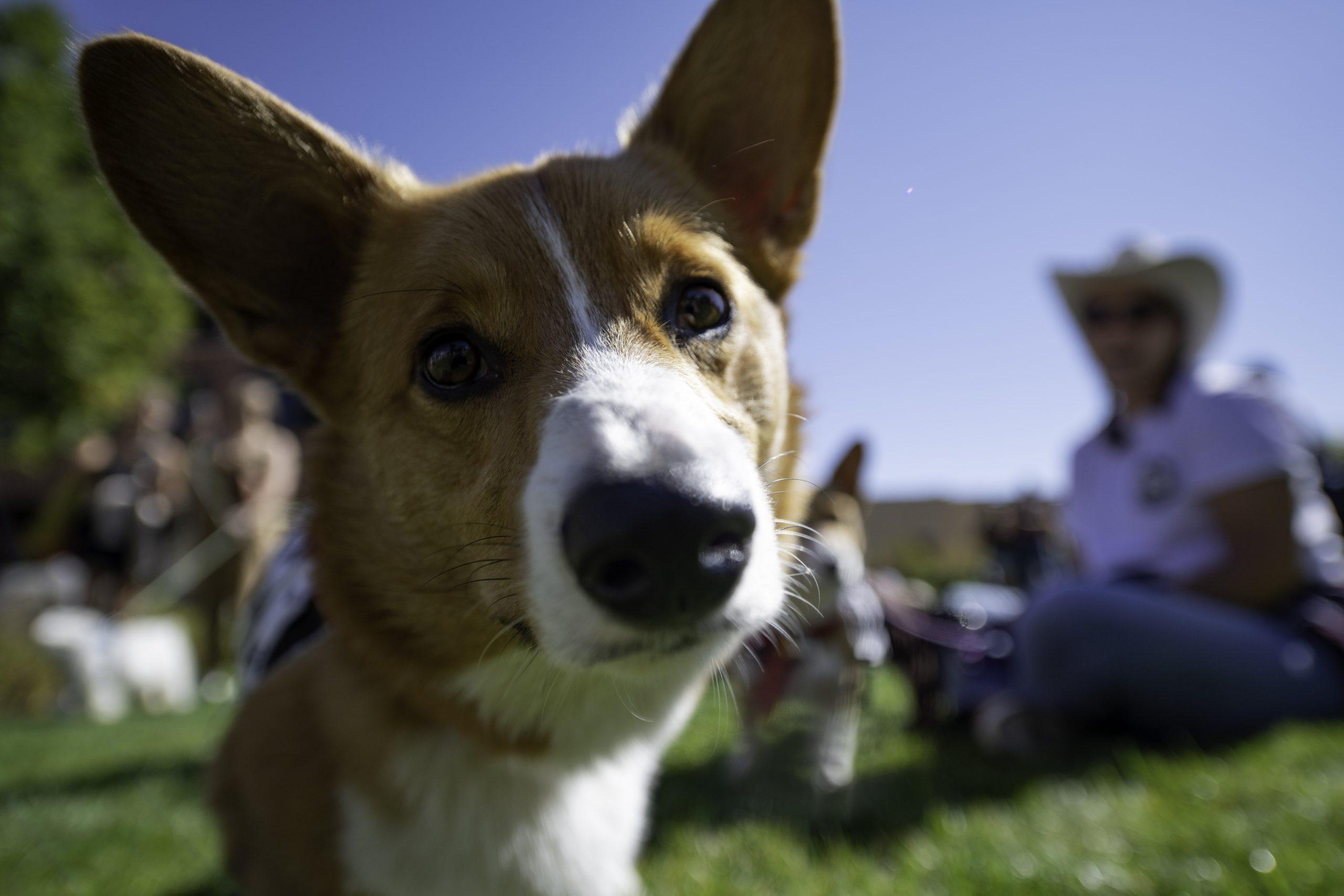 Waffles tilts his head at the sound of the camera shutter while at the Tour De Corgi. Tour De Corgi is an annual gathering of Corgi’s and their owners who paraded around Old Town Fort Collins Colorado Oct. 2. (Garrett Mogel | The Collegian)