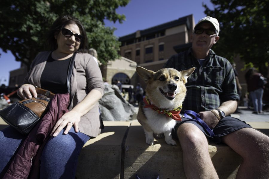 Skittles attends her sixth Tour De Corgi with her owners Ed (Left) and Dorothy Tracey (Right). Tour De Corgi is an annual gathering of Corgi’s and their owners who paraded around Old Town Fort Collins Colorado Oct. 2. (Garrett Mogel | The Collegian)