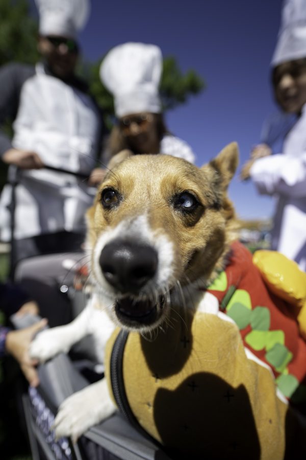 Emmet is dressed as a hot dog while his family is dressed as chefs for the Tour De Corgi costume contest. Tour De Corgi is an annual gathering of Corgi’s and their owners who paraded around Old Town Fort Collins Colorado Oct. 2. (Garrett Mogel | The Collegian)