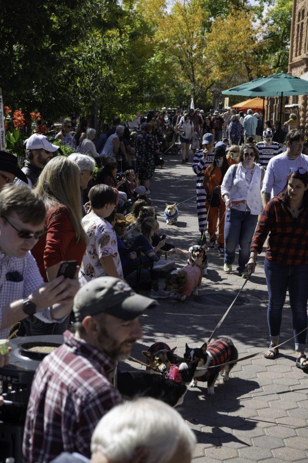 Tour De Corgi parades through Old Town Fort Collins Colorado Oct. 2. (Garrett Mogel | The Collegian)