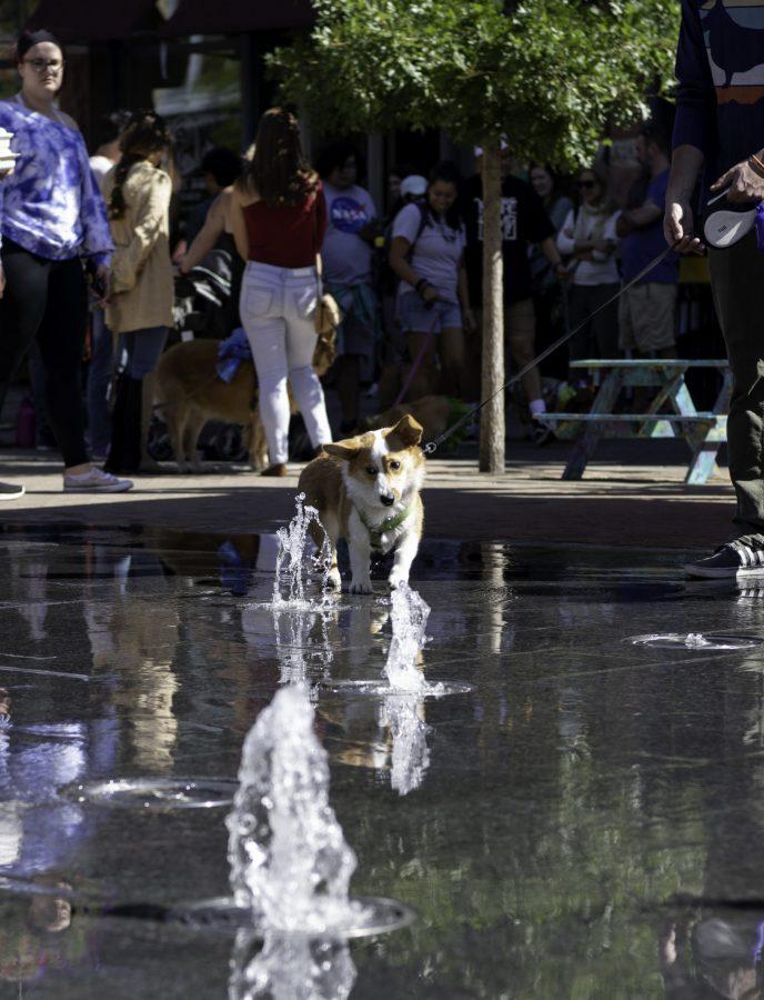 A Corgi attempts to get a drink from the Old Town Fort Collins fountain after participating in the Tour De Corgi parade Oct. 2. (Garrett Mogel | The Collegian)