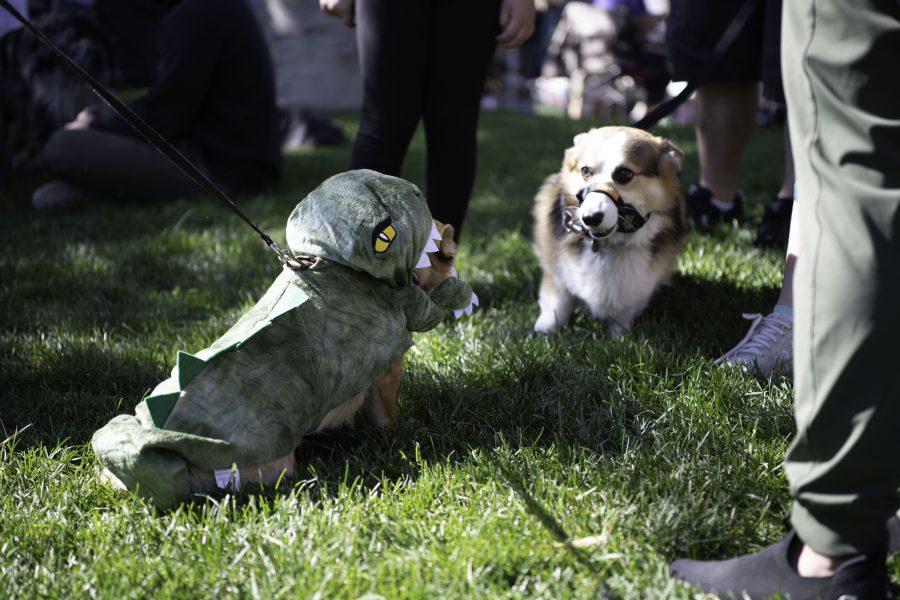 A Corgi dressed as a dinosaur meets another Corgi at the Civic Centre Park as part of the Tour De Corgi. Tour De Corgi, an annual gathering of Corgi’s and their owners, paraded around Old Town Fort Collins Colorado Oct. 2. (Garrett Mogel | The Collegian)