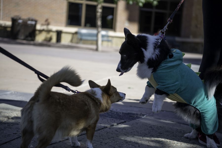 Toby (right) meets another Corgi at the Civic Centre Park while dressed in a dinosaur costume for the Tour De Corgi costume contest. Tour De Corgi, an annual gathering of Corgi’s and their owners, paraded around Old Town Fort Collins Colorado Oct. 2. (Garrett Mogel | The Collegian)