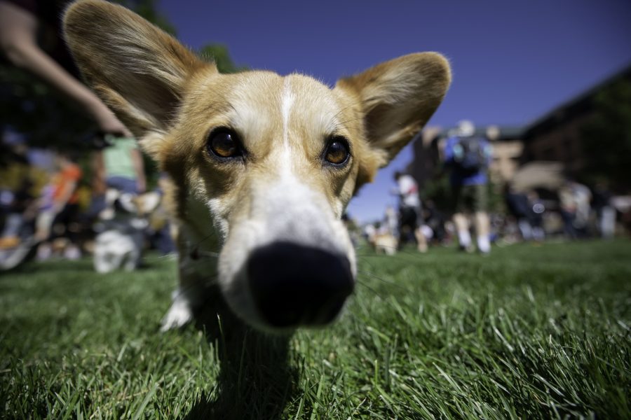 Killi takes an interest in the camera while on her way to the Tour De Corgi parade. The parade began at the Civic Center Park in Fort Collins Colorado Oct. 2. (Garrett Mogel | The Collegian)