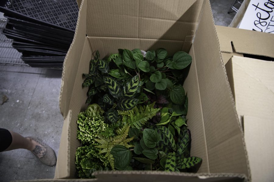 A box of plants hand chosen by owners of the Horsetooth Stems and Roots House Plant Boutique in Fort Collins Colorado awaits labeling and pricing Oct. 4. (Garrett Mogel | The Collegian)