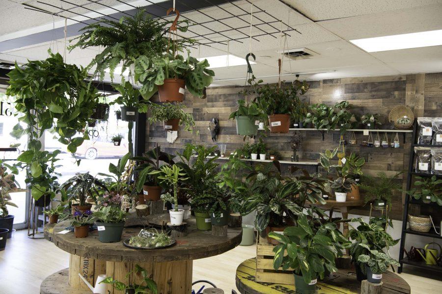 A variety of plants inside the local business known as Horsetooth Stems and Roots House Plant Boutique Oct. 4. (Garrett Mogel | The Collegian)