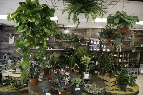 A variety of plants inside the local business known as Horsetooth Stems and Roots House Plant Boutique Oct. 4. (Garrett Mogel | The Collegian)