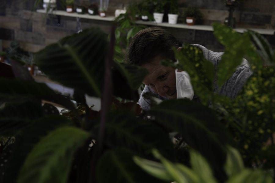 David Cantor co-owner of Horsetooth Stems and Roots House Plant Boutique Roots in Fort Collins Colorado bends down to trim a plant Oct. 4. (Garrett Mogel | The Collegian)