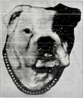 A black and white archived headshot of Peanuts– CSU's bulldog mascot during the 1940s